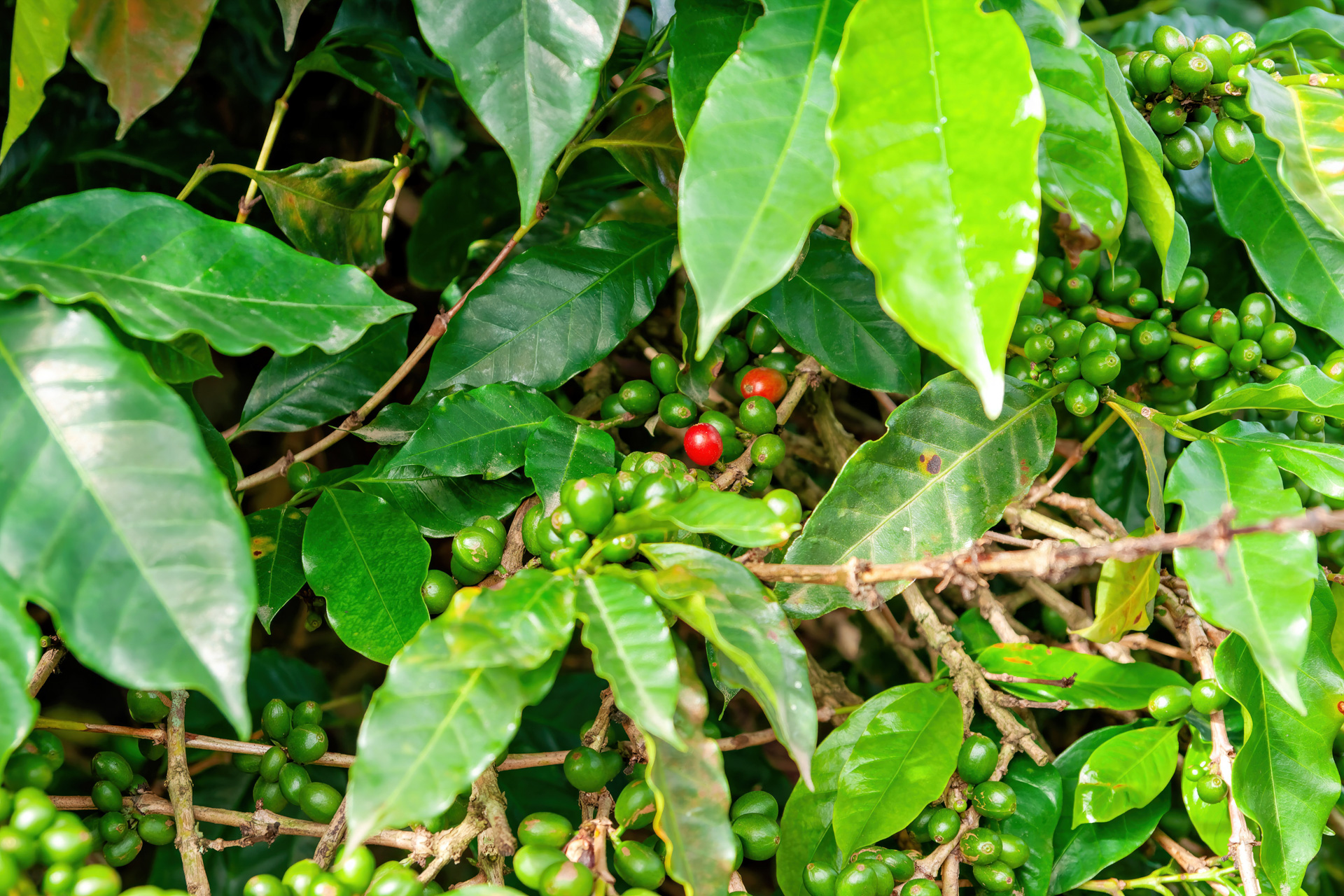 Der Kaffeeanbau ist einer der wichtigen Wirtschaftszweige Costa Ricas. Es gibt über 400 Millionen Kaffeebäume in Costa Rica. Bei etwa mit 3,7 Millionen Ticos sind es über 100 Kaffeebäume je Einwohner! In Costa Rica wird vor allem Arabica Kaffee angebaut, insbesondere im fruchtbaren Hochland.